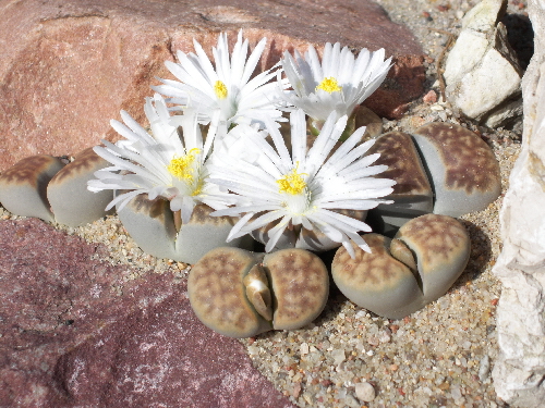 lithops karasmontana v.laterictia